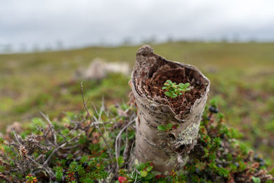 Close-up of fungus on tree trunk