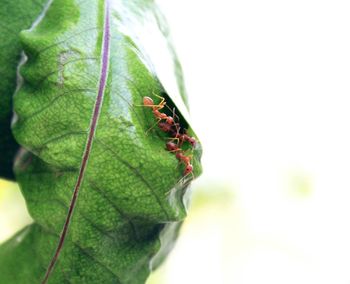 Close-up of insect on plant