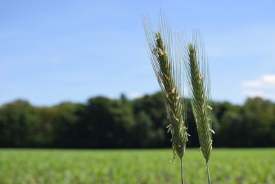 Close-up of wheat growing on field against sky