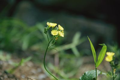 Close-up of yellow flowering plant