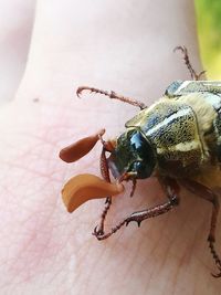 Close-up of insect