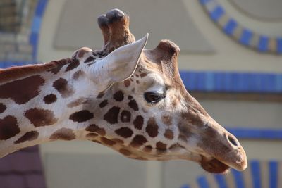 Close-up of giraffe