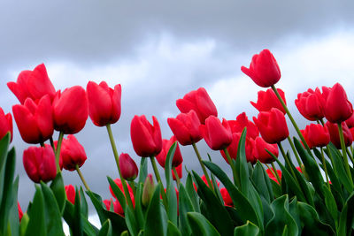 Close-up of red tulips in field against sky