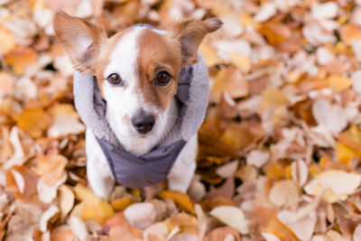 Close-up portrait of a dog