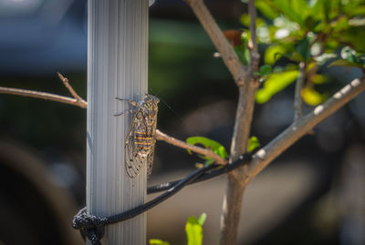 Close-up of insect on plant