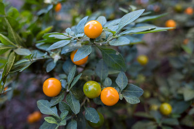 Close-up of orange fruits on tree