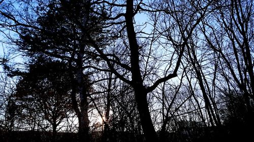 Low angle view of silhouette trees in forest against sky