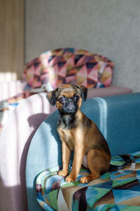 Portrait of dog sitting on sofa