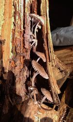 Close-up of animal skull tree