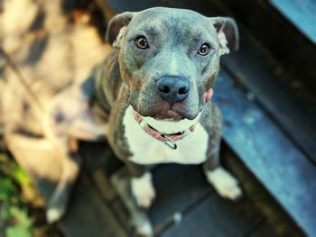 High angle portrait of dog looking at camera