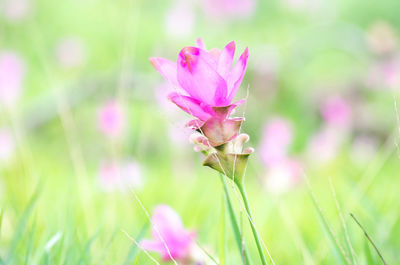 Close-up of pink flower