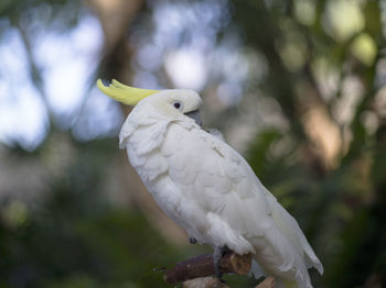 Close-up of parrot perching on branch