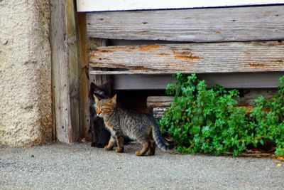 Side view of a cat sitting outdoors