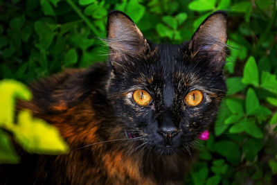 Close-up portrait of black cat