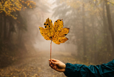 Cropped hand holding autumn leaf