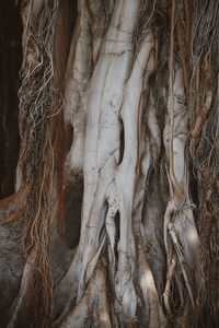 Full frame shot of tree trunk