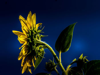 Close-up of yellow flowering plant against blue sky