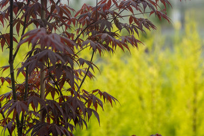 Close-up of tree branch