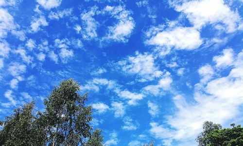 Low angle view of trees against blue sky