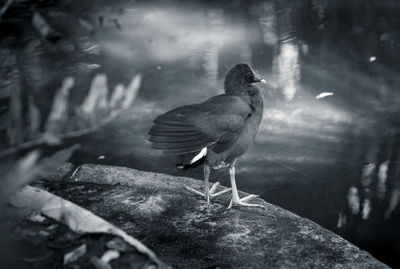 Close-up of bird perching on lake