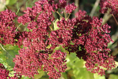 Close-up of pink flowering plants