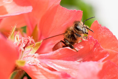 Close-up of bee on red flower