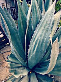 Close-up of succulent plant