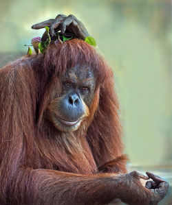 My crown. orangutan posing looking at camera with leaves on his head.