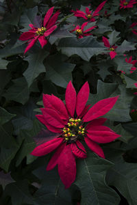 Close-up of pink flowering plant