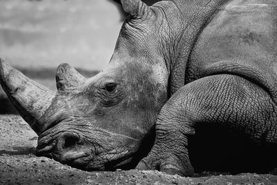 Close-up of elephant