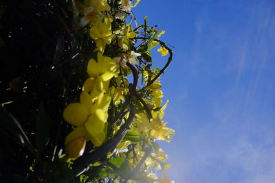 Low angle view of yellow flowering plant against sky