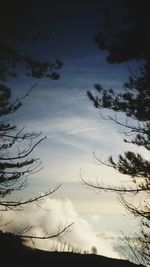 Low angle view of silhouette trees against sky