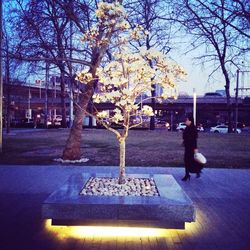 Bare trees in city