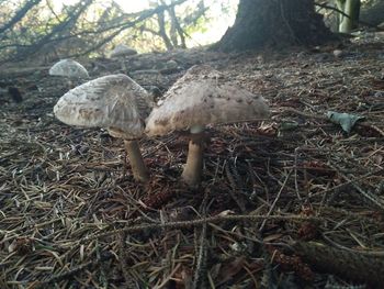 Close-up of mushroom on field