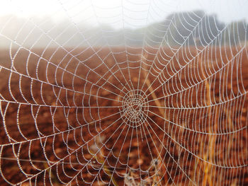 Close-up of spider web