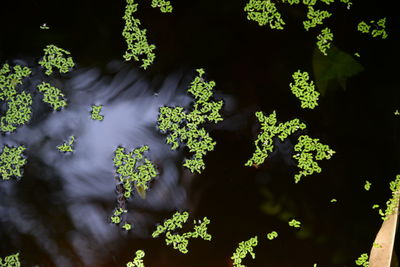 High angle view of white flowering plants