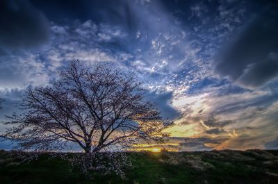 Bare trees against cloudy sky