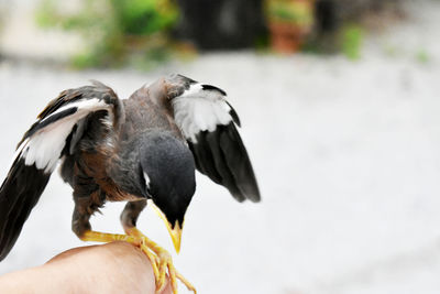 Close-up of hand feeding bird