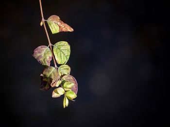 Close-up of wilted plant leaves