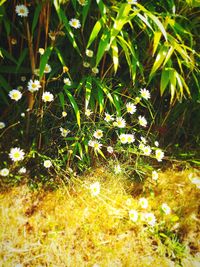 High angle view of flowering plants on land