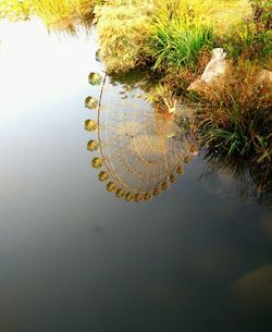 Reflection of plants in water