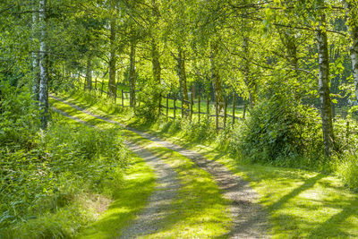 Footpath amidst trees in forest