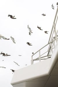 Low angle view of birds flying against clear sky