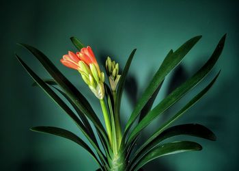 Close-up of flower plant against green background