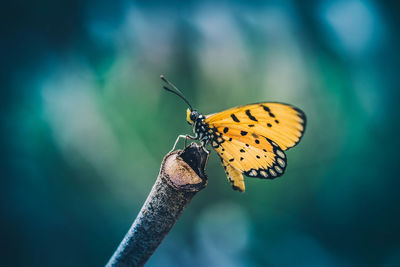 Close-up of butterfly on flower