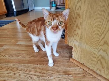 Portrait of a cat on wooden floor