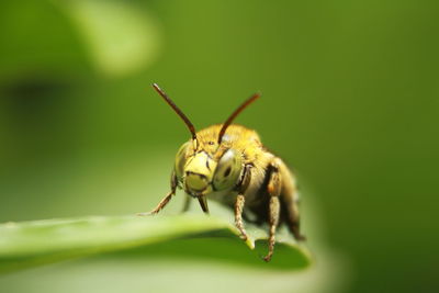 Close-up of bee