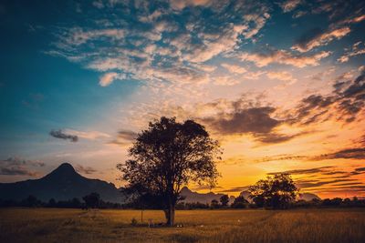 Silhouette trees on field against sky during sunset