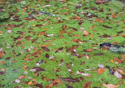 Close-up of leaves