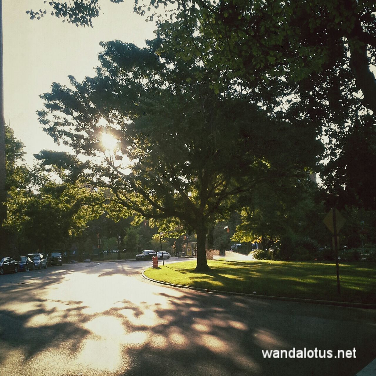 tree, road, sunlight, street, growth, transportation, nature, tranquility, park - man made space, the way forward, sun, branch, outdoors, tranquil scene, tree trunk, shadow, treelined, lens flare, car, street light